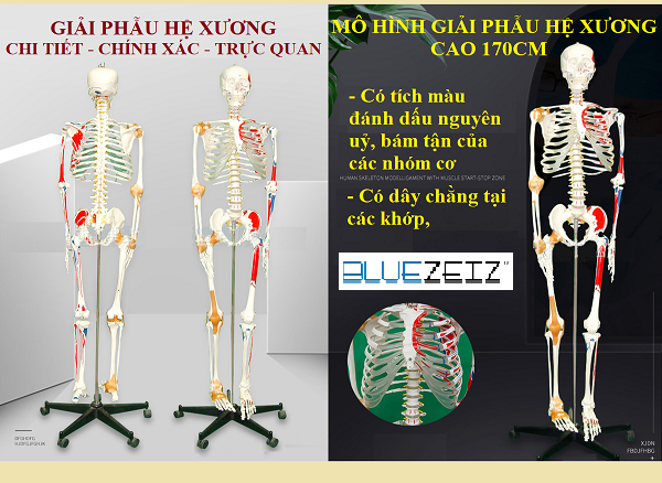 MÔ HÌNH BỘ XƯƠNG NGƯỜI 180CM